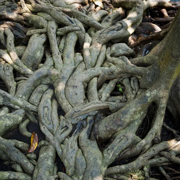 Abstract roots — Stock Photo, Image