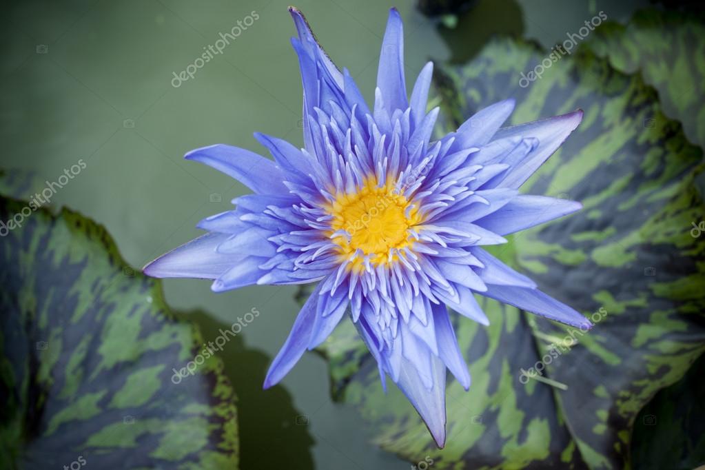 Fleur De Lotus Bleu Photographie Appleeyesstudio 28456181