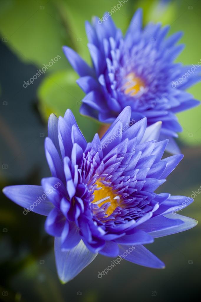 Fleur de lotus bleu \u2014 Photographie AppleEyesStudio © 28457235