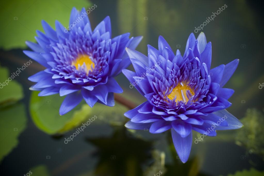 Blue Lotus Flowers Images