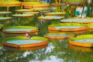 Victoria regia - dünyanın en büyük nilüfer