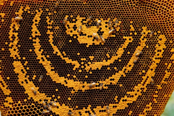 Honeycomb — Stock Photo, Image