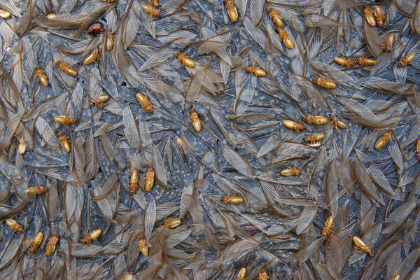 Мертвый термит
