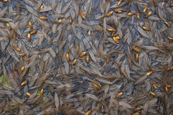 Dead termite — Stock Photo, Image