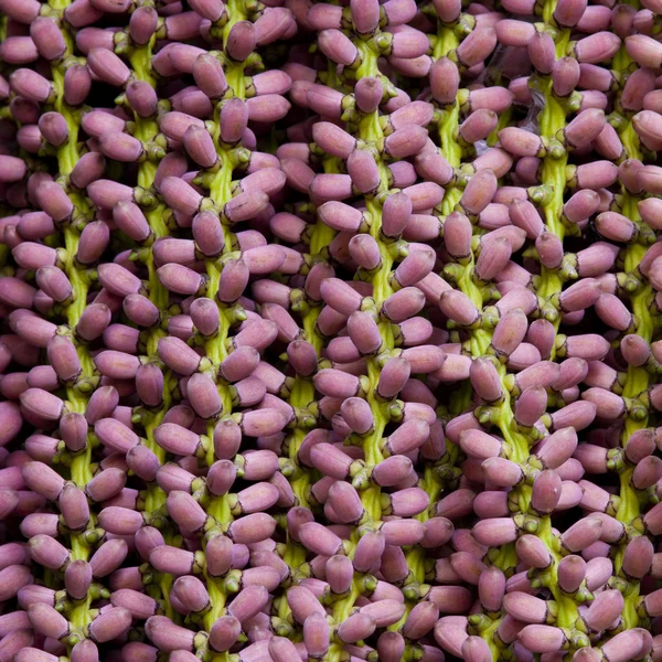 Areca joven o fruta de palma de betel en la naturaleza . — Foto de Stock