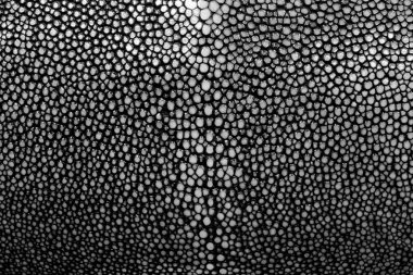 stingray cilt dokusunu closeup