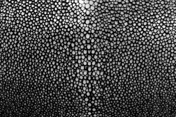 Ένα closeup του ένα stingray δέρμα υφή — Φωτογραφία Αρχείου