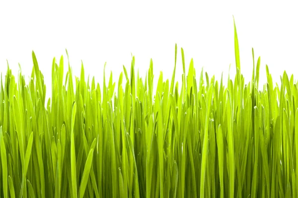 Fresh Green Grass — Stock Photo, Image