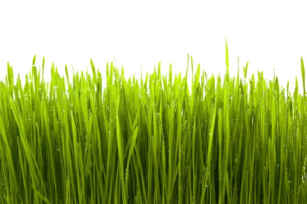 Fresh Green Grass — Stock Photo, Image