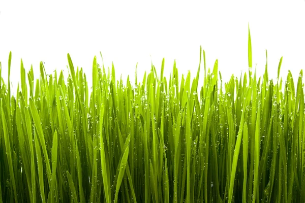 Fresh Green Grass — Stock Photo, Image