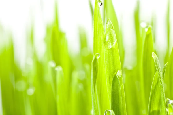 Fresh Green Grass — Stock Photo, Image