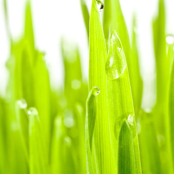 Herbe verte fraîche — Photo