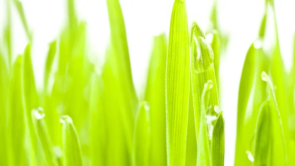 Fresh Green Grass — Stock Photo, Image