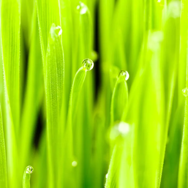 Frisches grünes Gras — Stockfoto