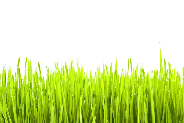 Erba fresca verde — Foto Stock