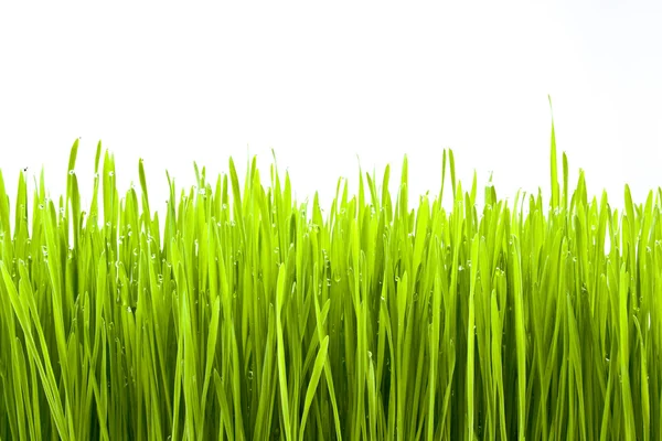 Fresh Green Grass — Stock Photo, Image