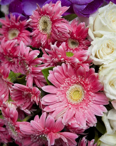 Close up van witte rozen — Stockfoto