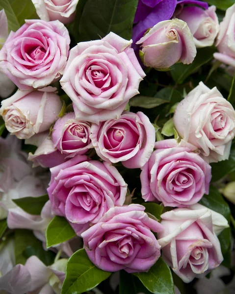 Purple rose bouquet — Stock Photo, Image