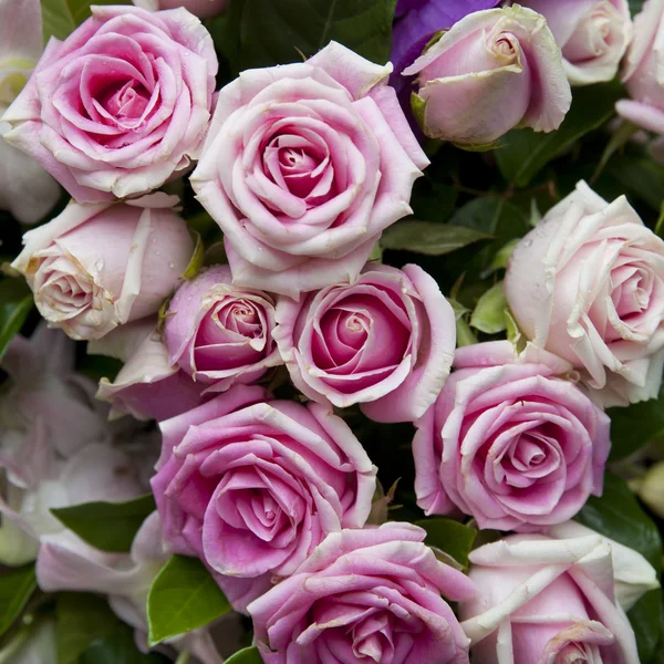 Purple rose bouquet — Stock Photo, Image