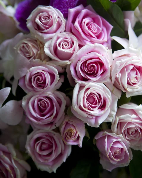 Purple rose bouquet — Stock Photo, Image