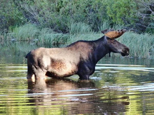 Bull moose — Stock Photo, Image