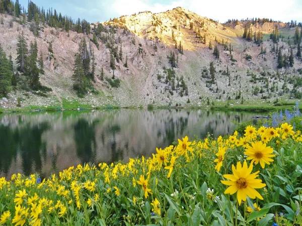 Озеро Cathyrn польові квіти — стокове фото