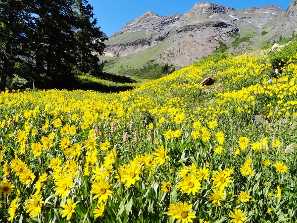 Wildflower краси в штаті Юта — стокове фото