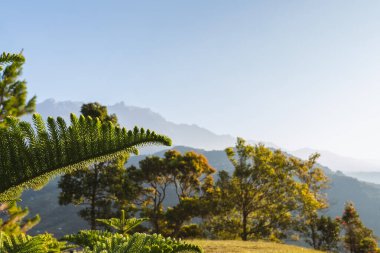 Temiz gökyüzüne karşı Taze Sabah Yeşil Doğa.