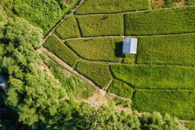 Çeltik Tarlasında Bir Kulübenin İnsansız Hava Aracı