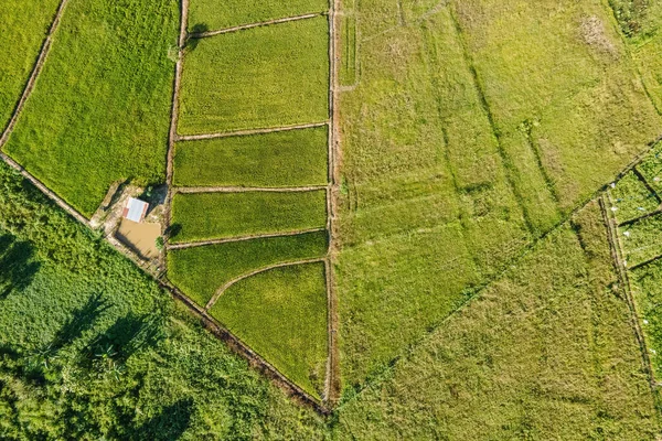 Drone Point View Paddy Field — Foto Stock