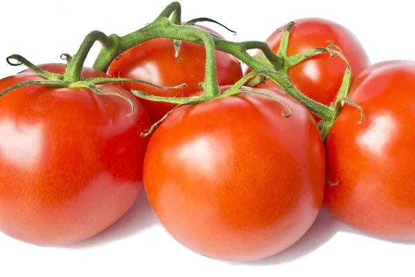 赤いトマトの枝 — ストック写真