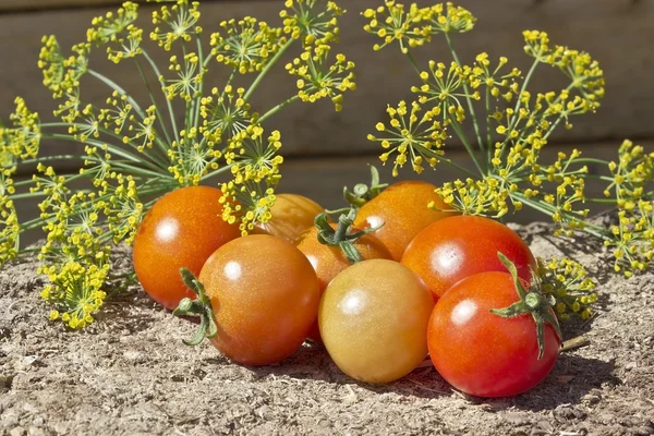 Tomaten und Dill — Stockfoto