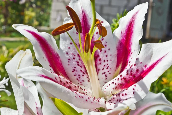 Lily flower — Stock Photo, Image