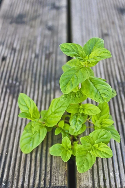 绿树丛的新鲜的薄荷 — 图库照片