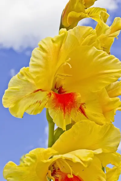 Gladiolus flowers on the sky background — Stock Photo, Image