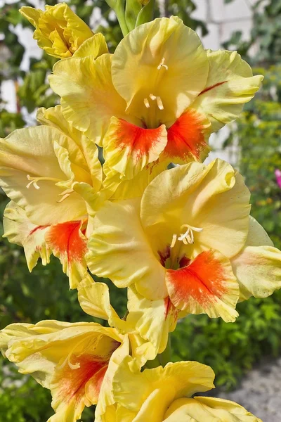 Big beautiful yellow gladiolus — Stock Photo, Image