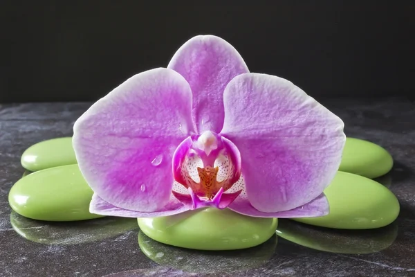 Orchidea kwiat na zielone Kamyczki — Zdjęcie stockowe