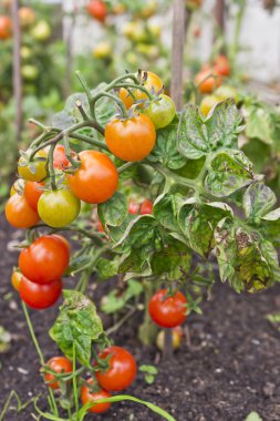 bush olgunlaşma domates