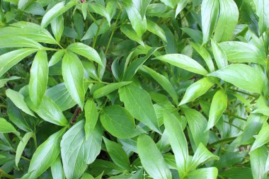 büyük yeşil yaprakları