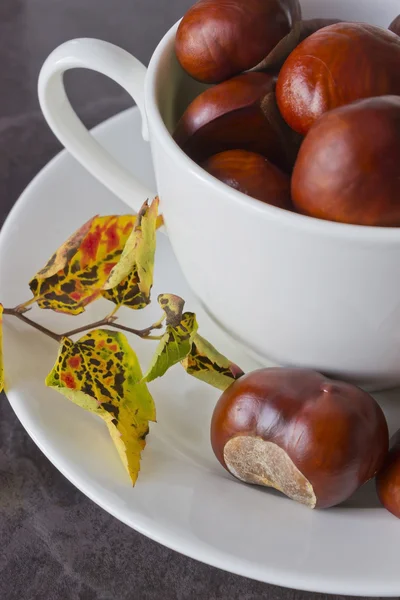 Chestnuts in a cup — Stock Photo, Image