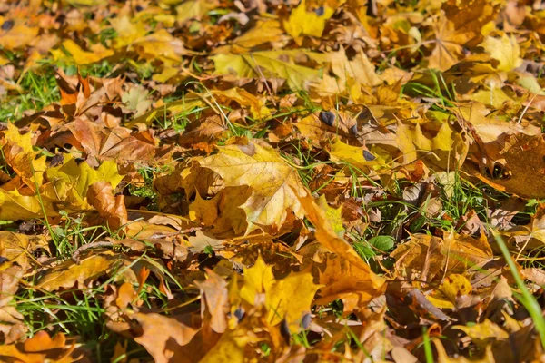 Achtergrond van gele herfstbladeren esdoorn — Stockfoto