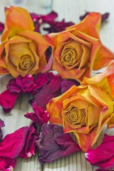 The dried roses — Stock Photo, Image