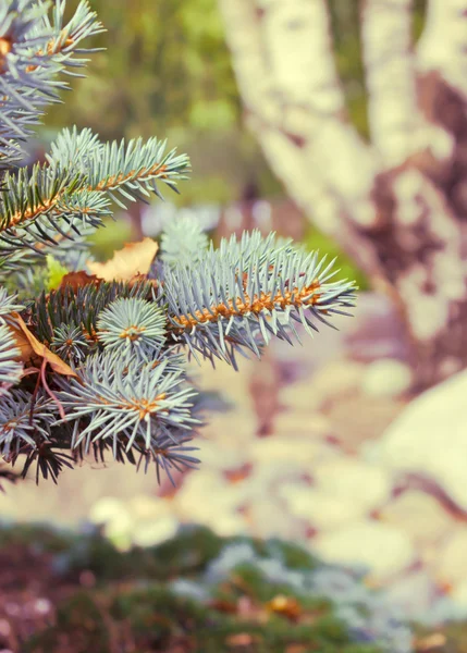 Spruce branches — Stock Photo, Image