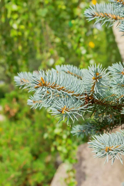 Spruce branches — Stock Photo, Image