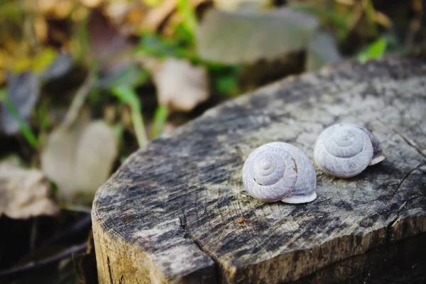 Seashells on the stump — Stock Photo, Image