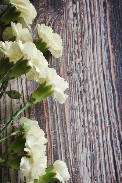 Beautiful white carnations — Stock Photo, Image