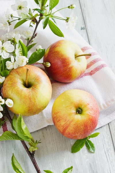 Ripe apple and blossoming branch — Stock Photo, Image