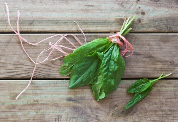 Fresh sorrel — Stock Photo, Image