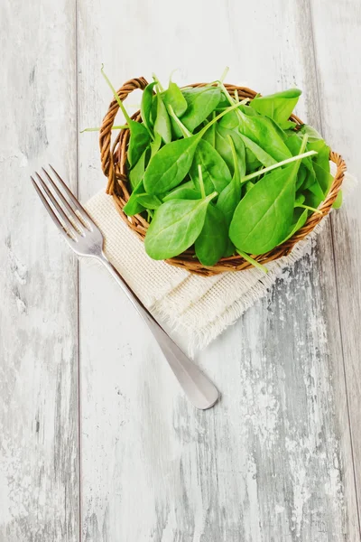 Färska ängssyra blad — Stockfoto