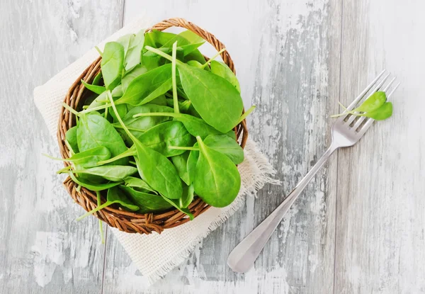 Sorrel leaves — Stock Photo, Image